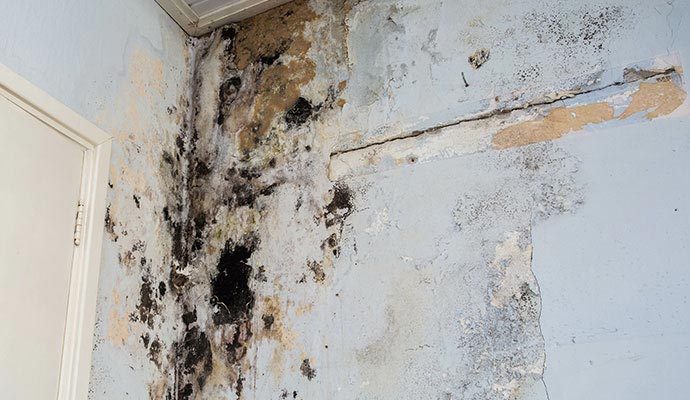 Mold growth on the wall Mold growth on the wall